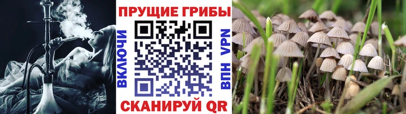 Галлюциногенные грибы Cubensis  купить  сайты  Дигора 